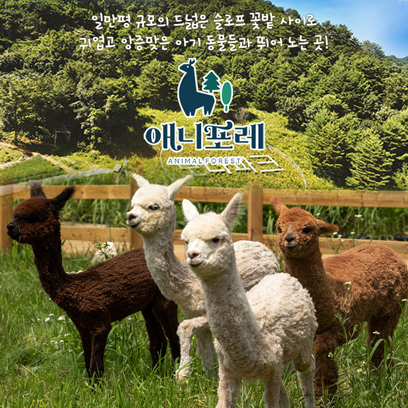 [강원] 모나용평 애니포레 하계시즌 입장권(~10/31)