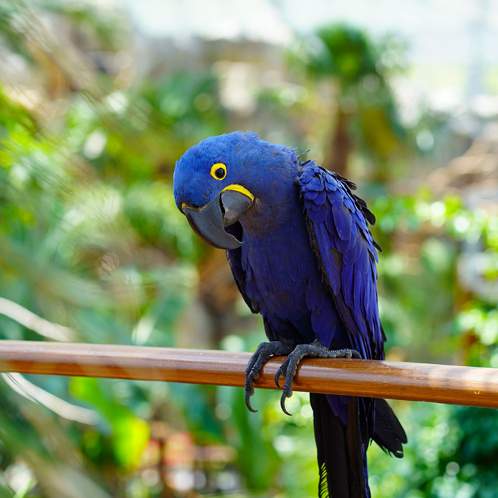 가평베고니아새정원입장권(11/1~12/31)