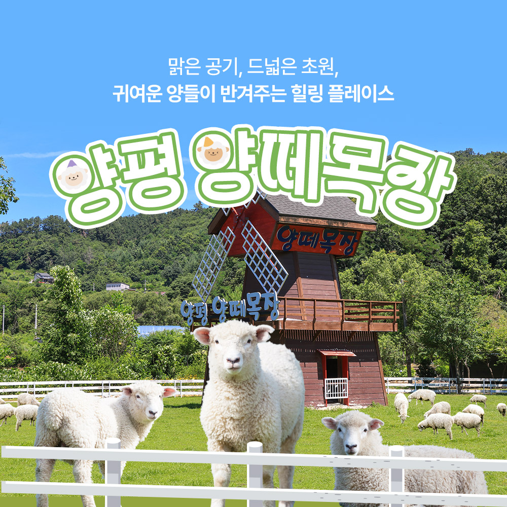 [경기] 양평 양떼목장 먹이주기 체험+입장권